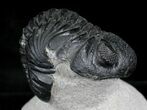 Large Phacops Trilobite - Great Eye Preservation #23952-2
